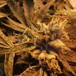 Cannabis buds growing in regenerative living soil