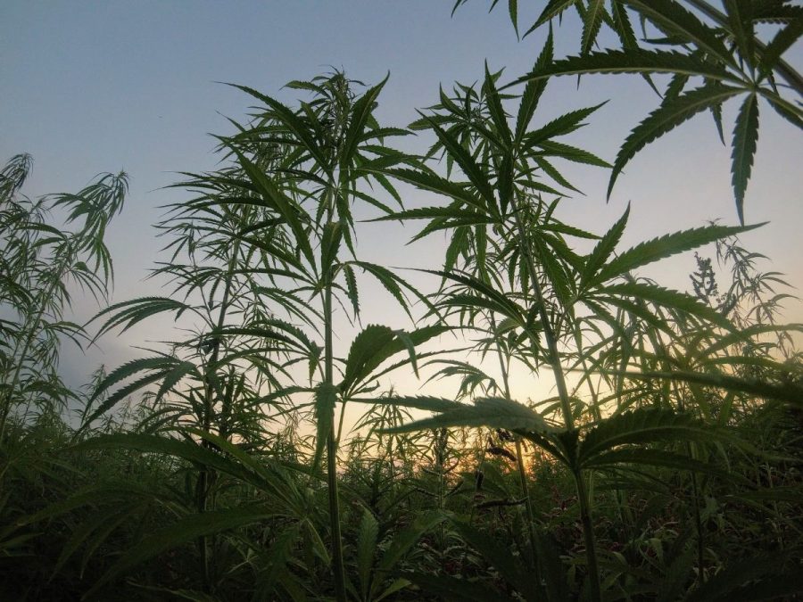 Field of cannabis plants