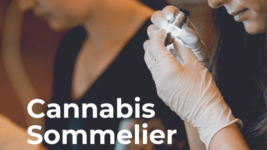cannabis sommelier course